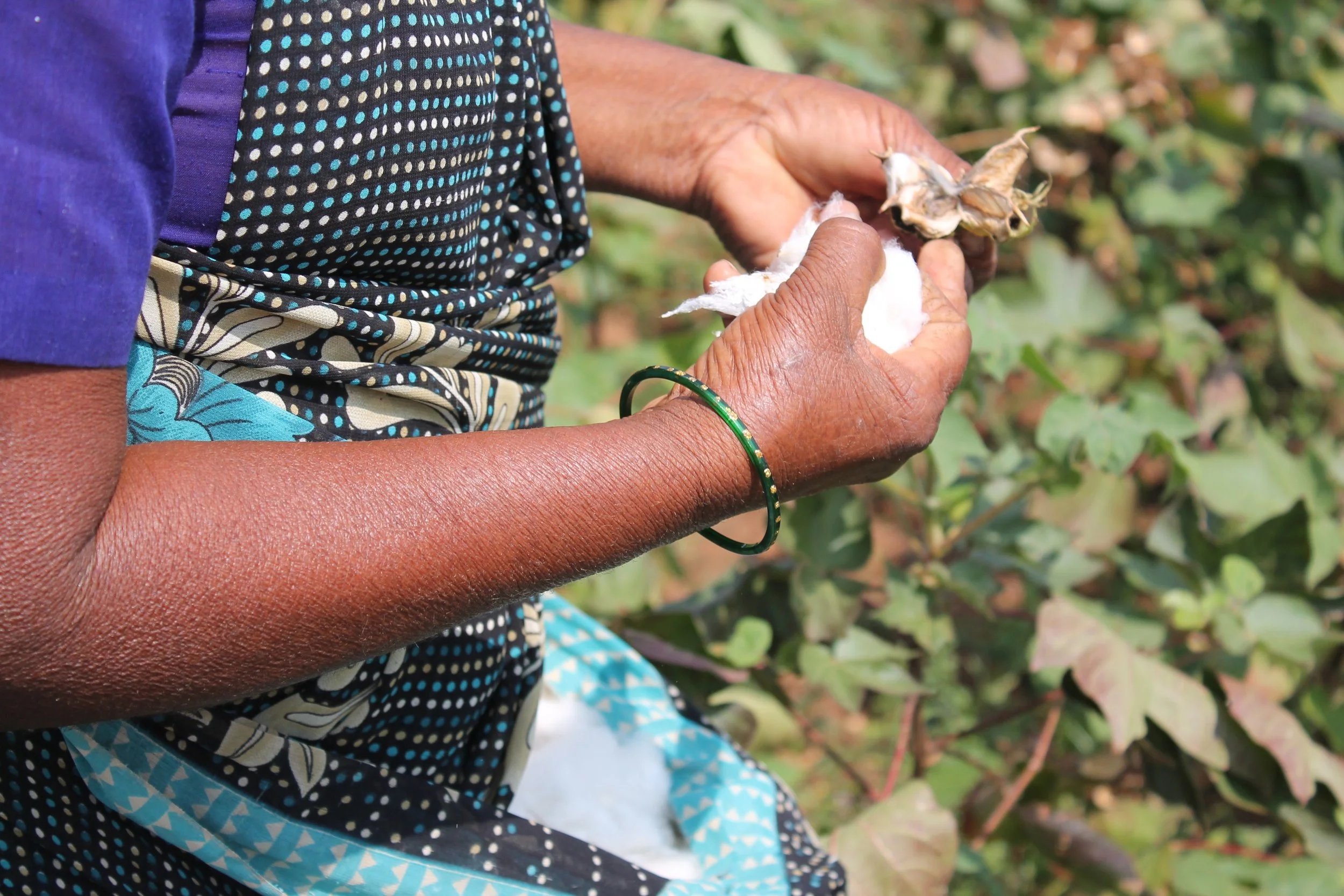 Cotton process in South India