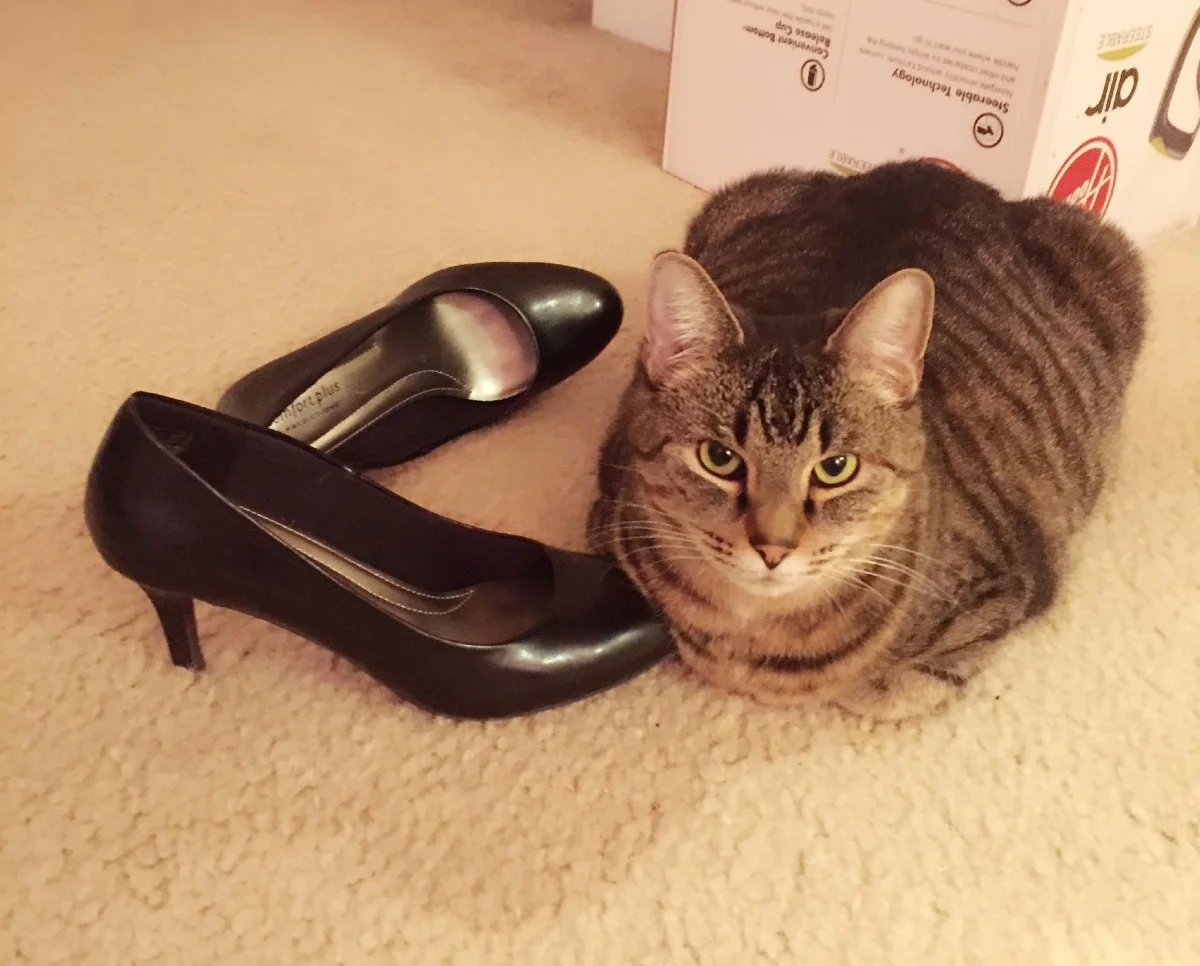 Bonus: Ruby loooves hanging out with shoes. Any shoe that ends up on the floor she will inevitably befriend. I find it hilarious so I have quite the collection of shoe+cat photos on my phone! Does anyone else's cat do this or is my cat just crazy?! 
