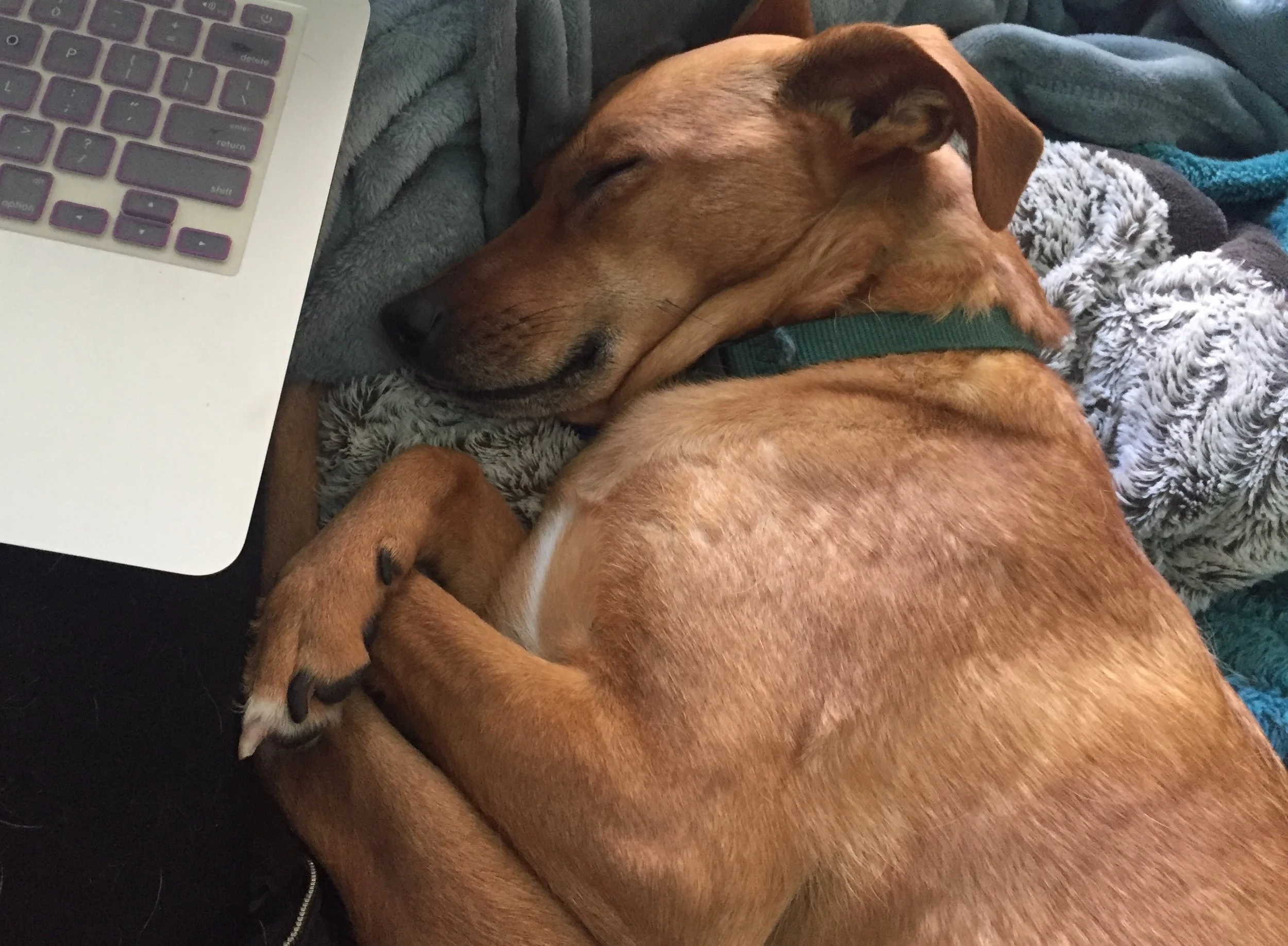 All tuckered out! :) 