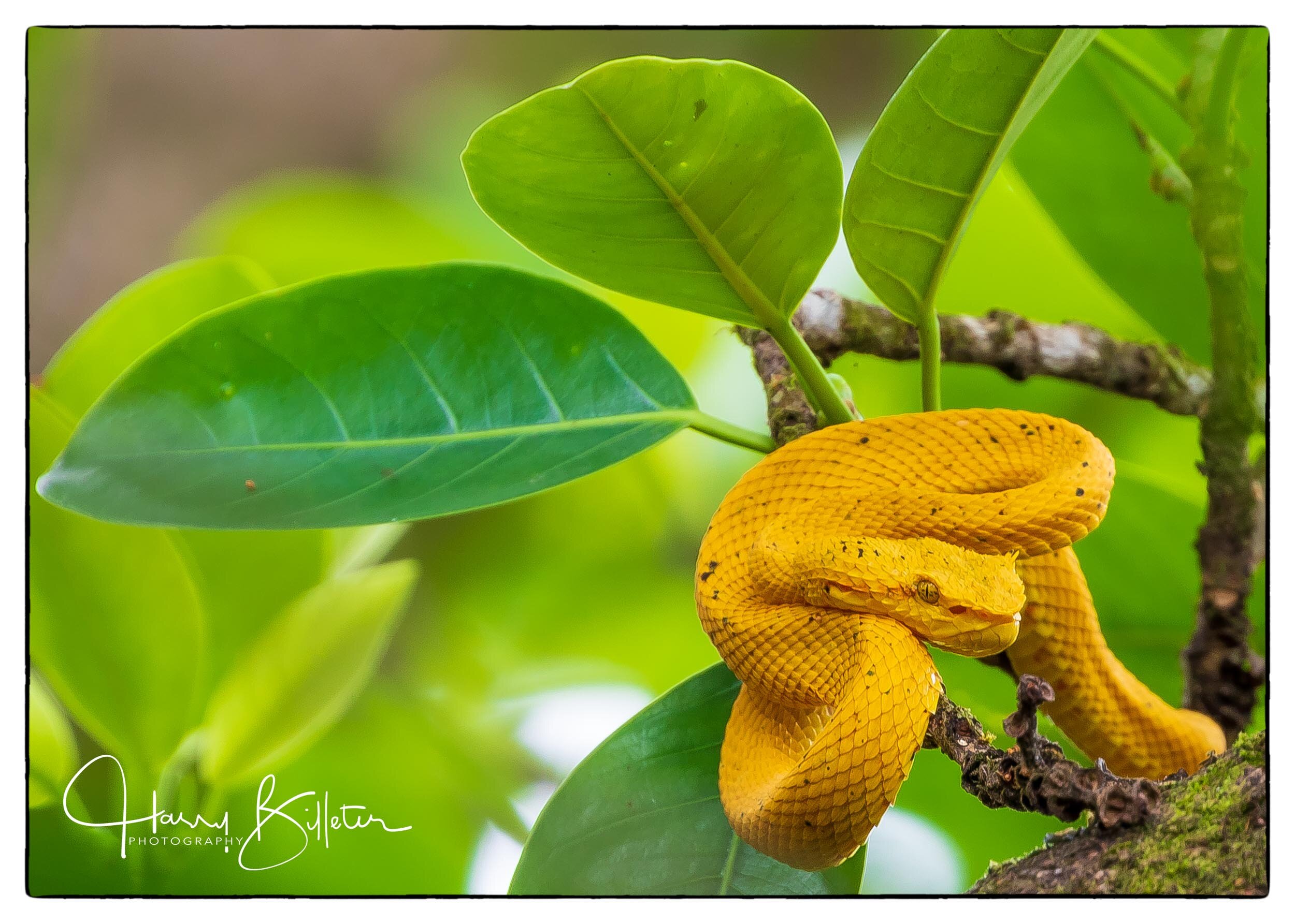 Eyelash Palm-Pitviper (Bothriechis schlegelii)