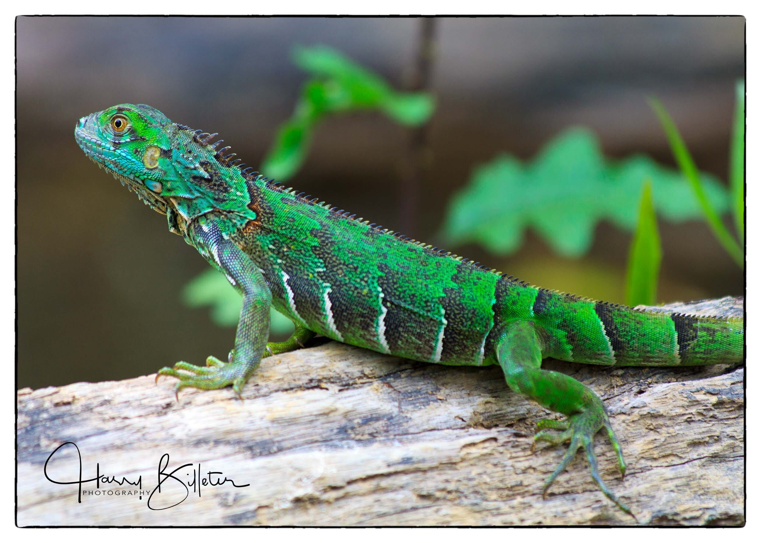 Green Iguana (Iguana iguana)