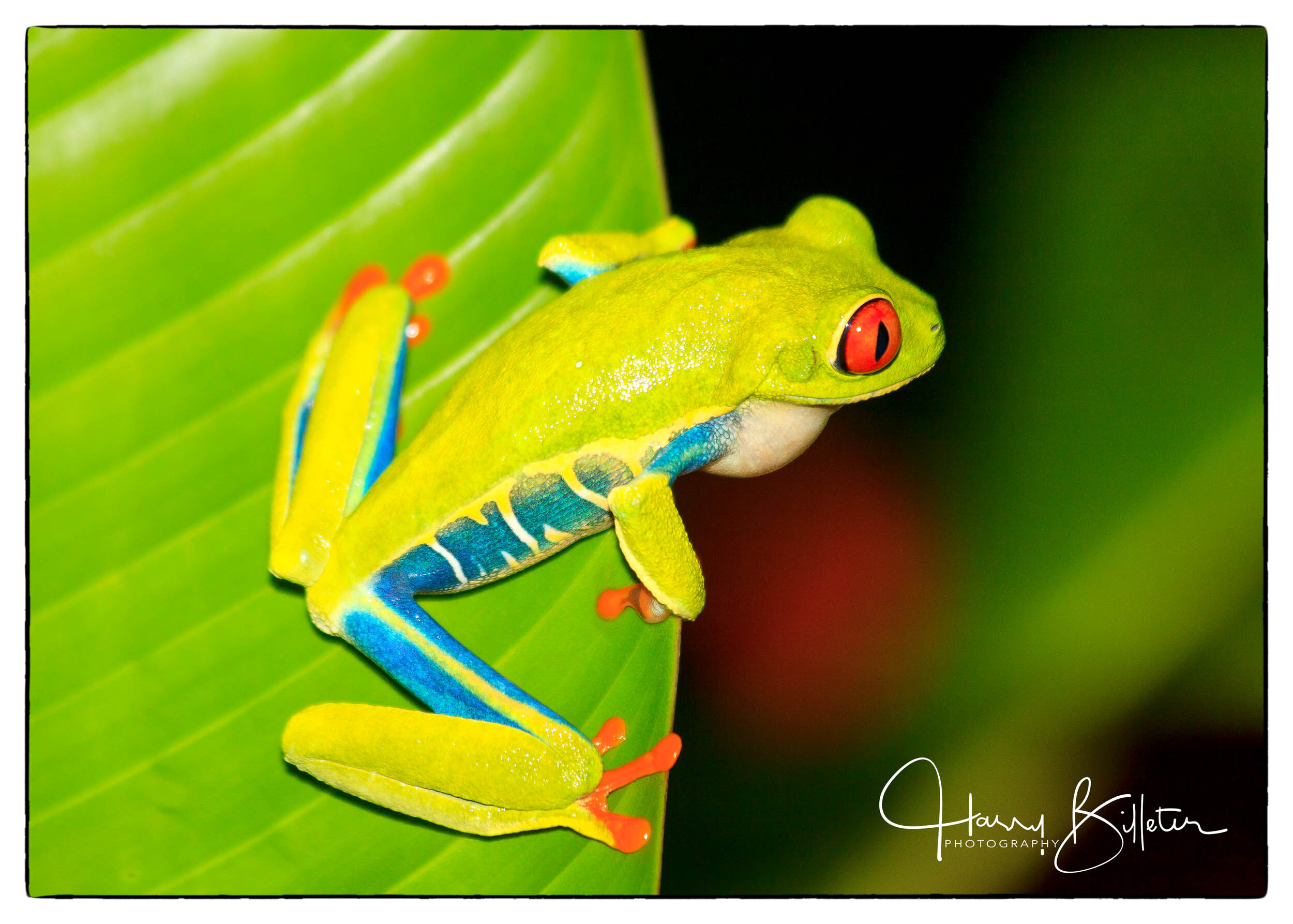 Red-Eyed Tree Frog (Agalychnis callidryas)