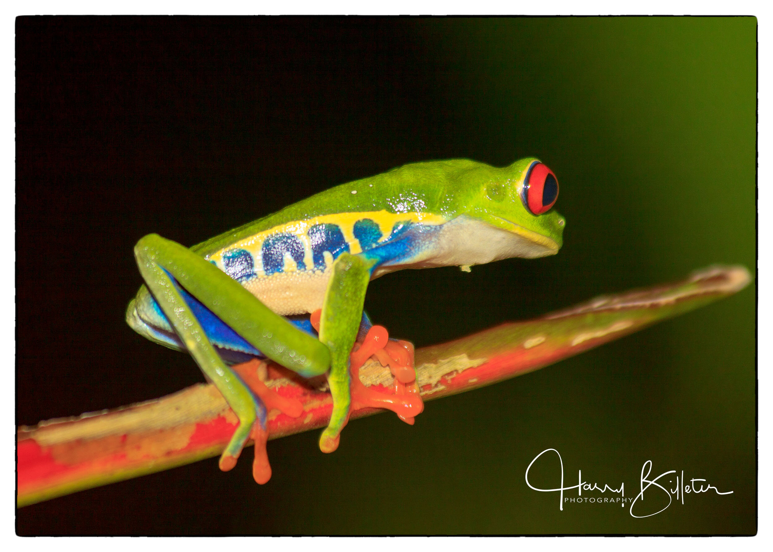 Red-Eyed Tree Frog (Agalychnis callidryas)
