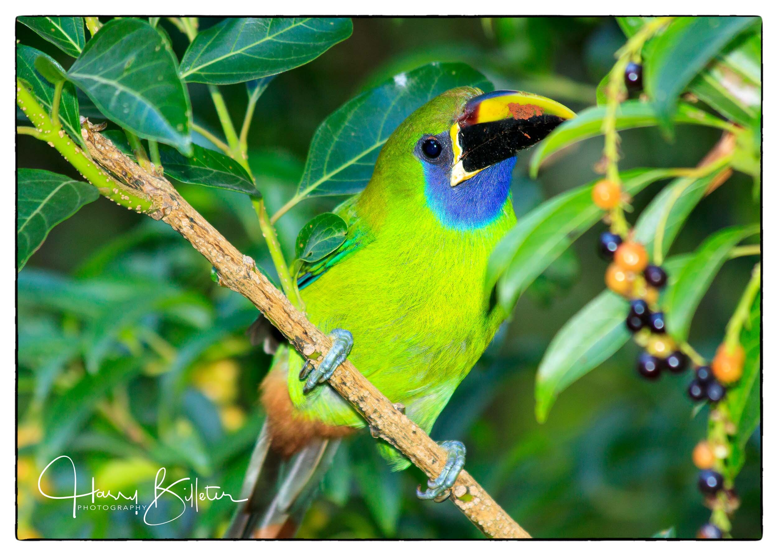 Emerald Toucanet (Aulacorhynchus prasinus)
