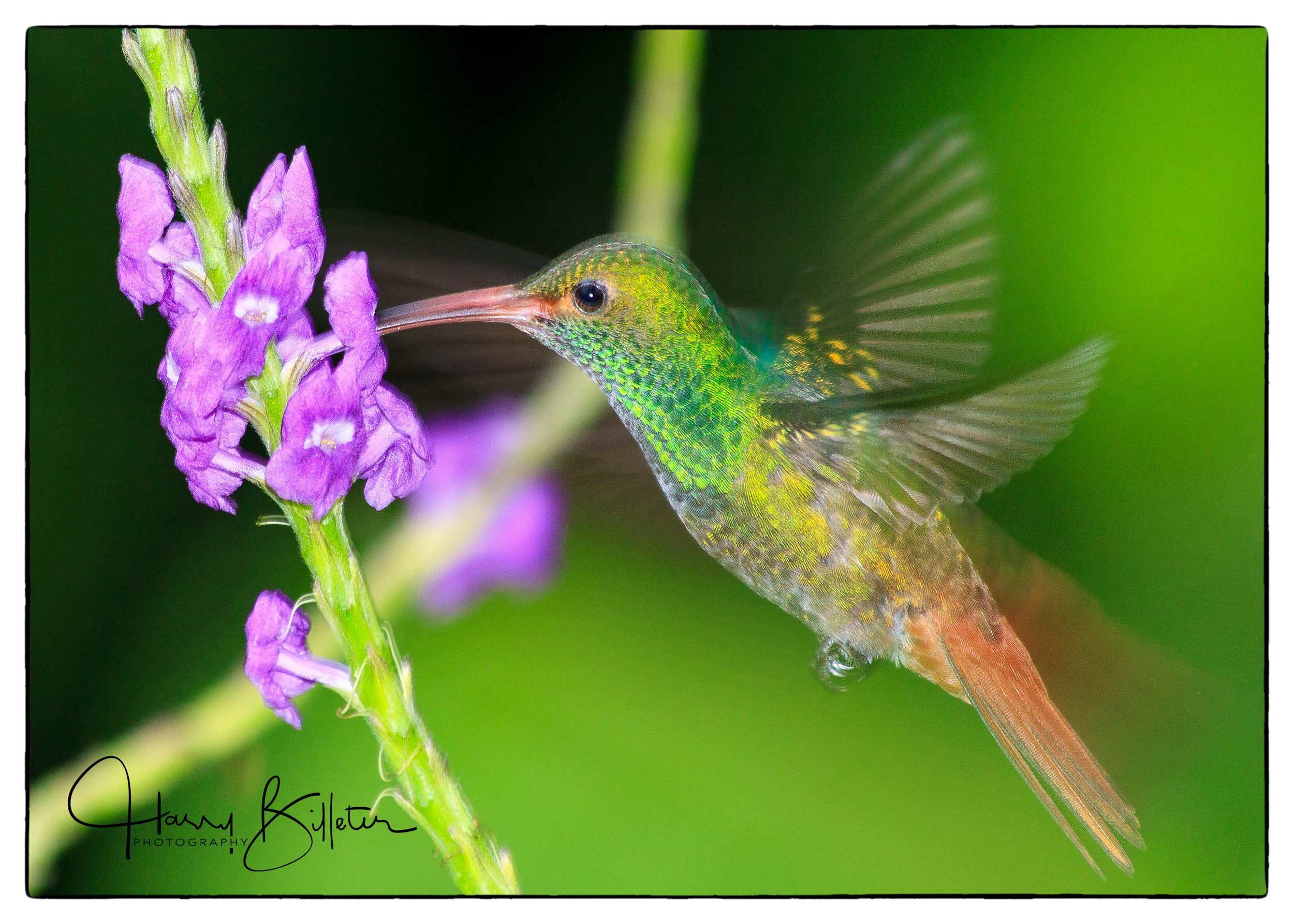 Rufous-tailed Hummingbird (Amazilia tzacatl)