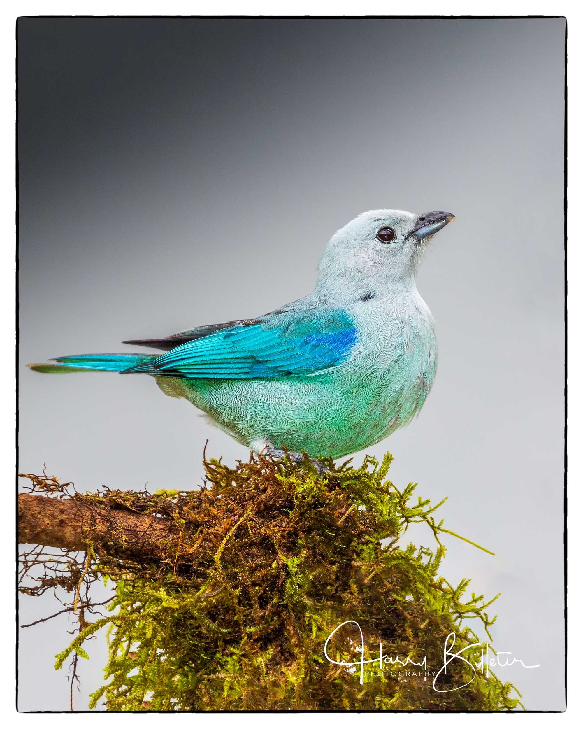 Blue-gray Tanager (Thraupis episcopus)