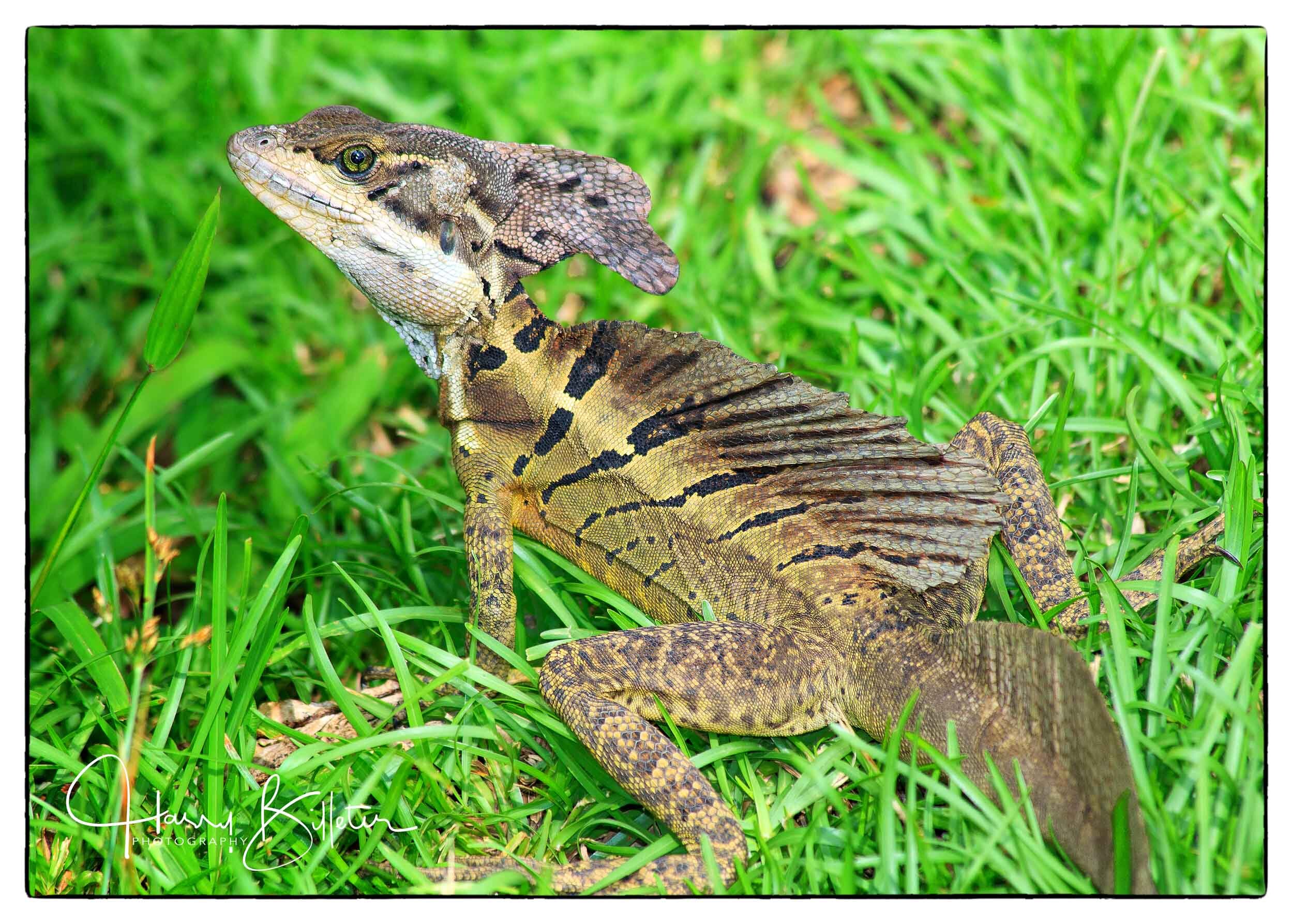 Brown Basilisk (Basiliscus basiliscus)