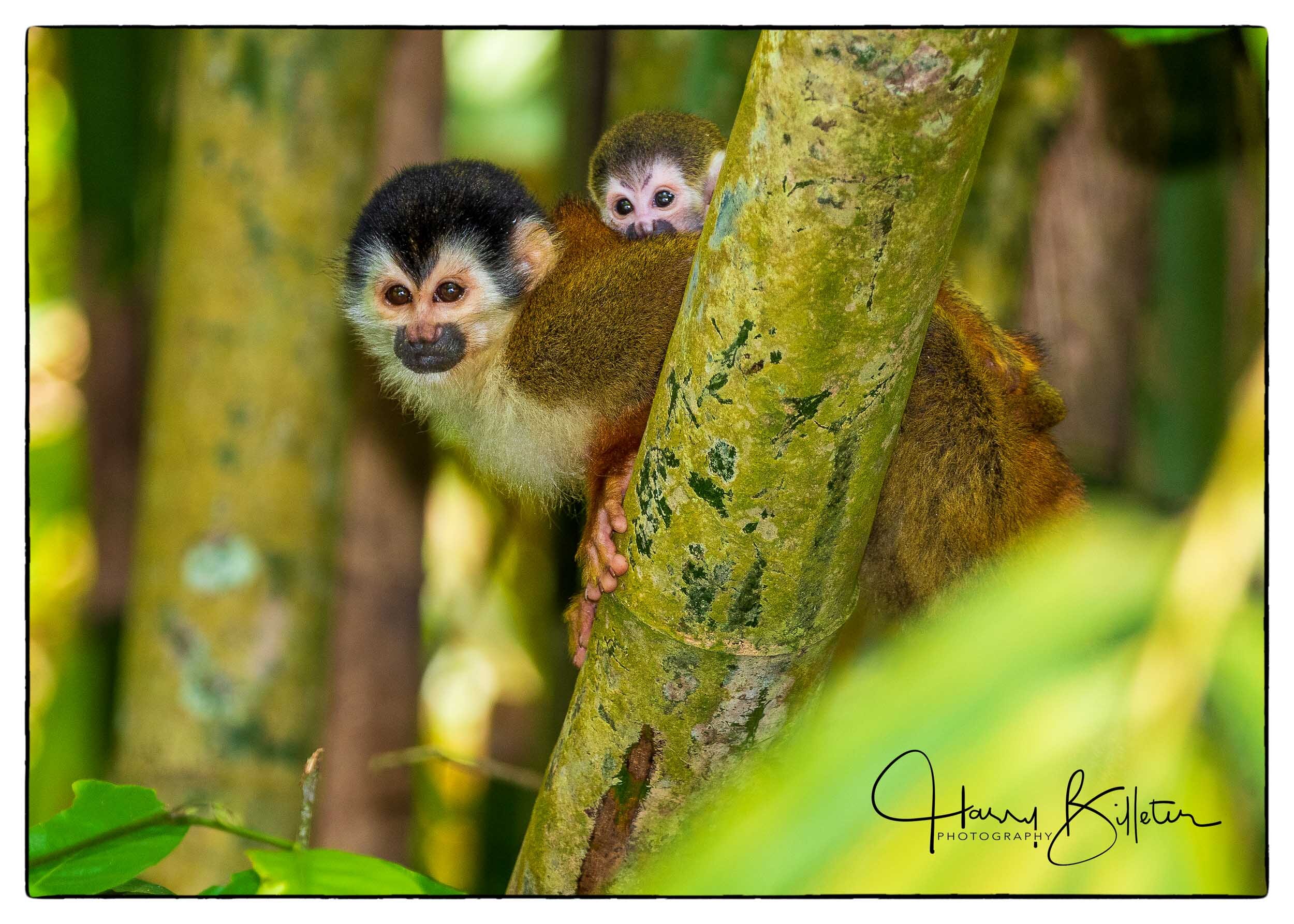 Red-backed Squirrel Monkey (Osa race)