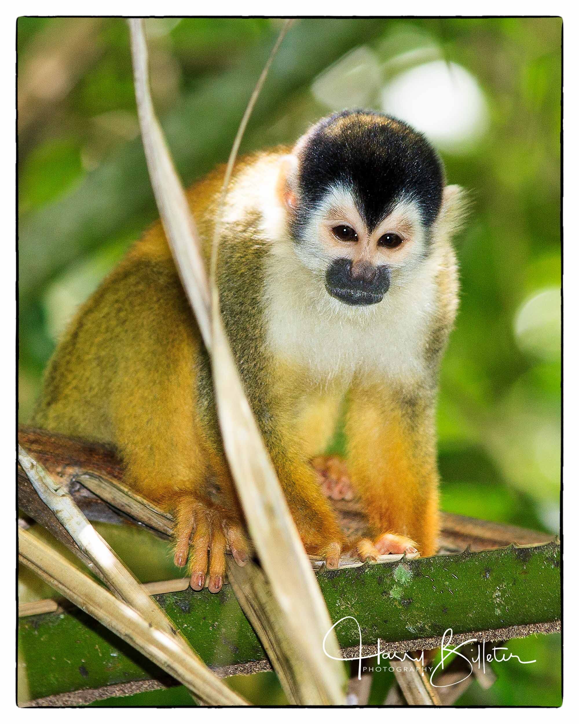 Red-backed Squirrel Monkey (Saimiri oerstedii)