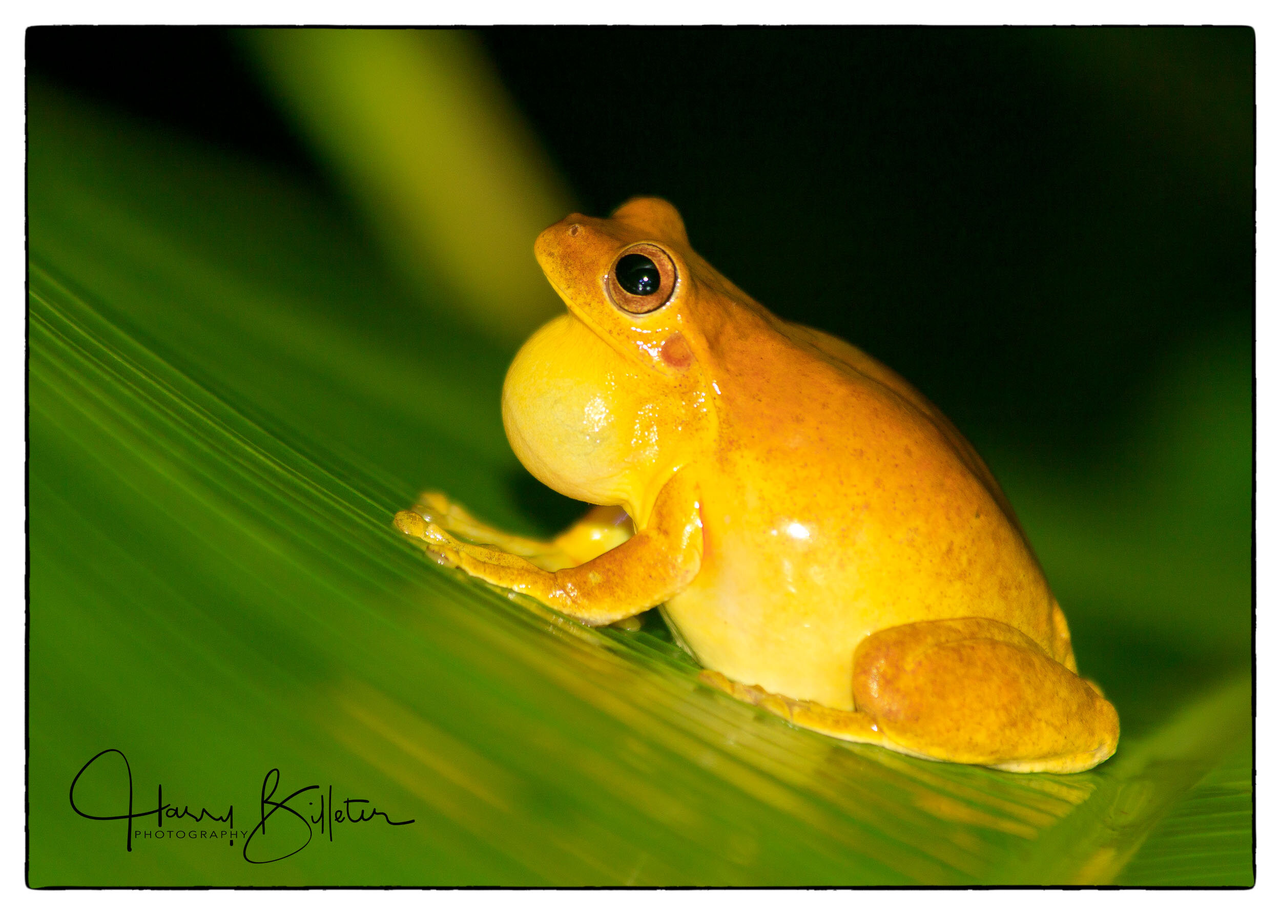 Small-headed tree frog (Dendrosophus microcephalus)