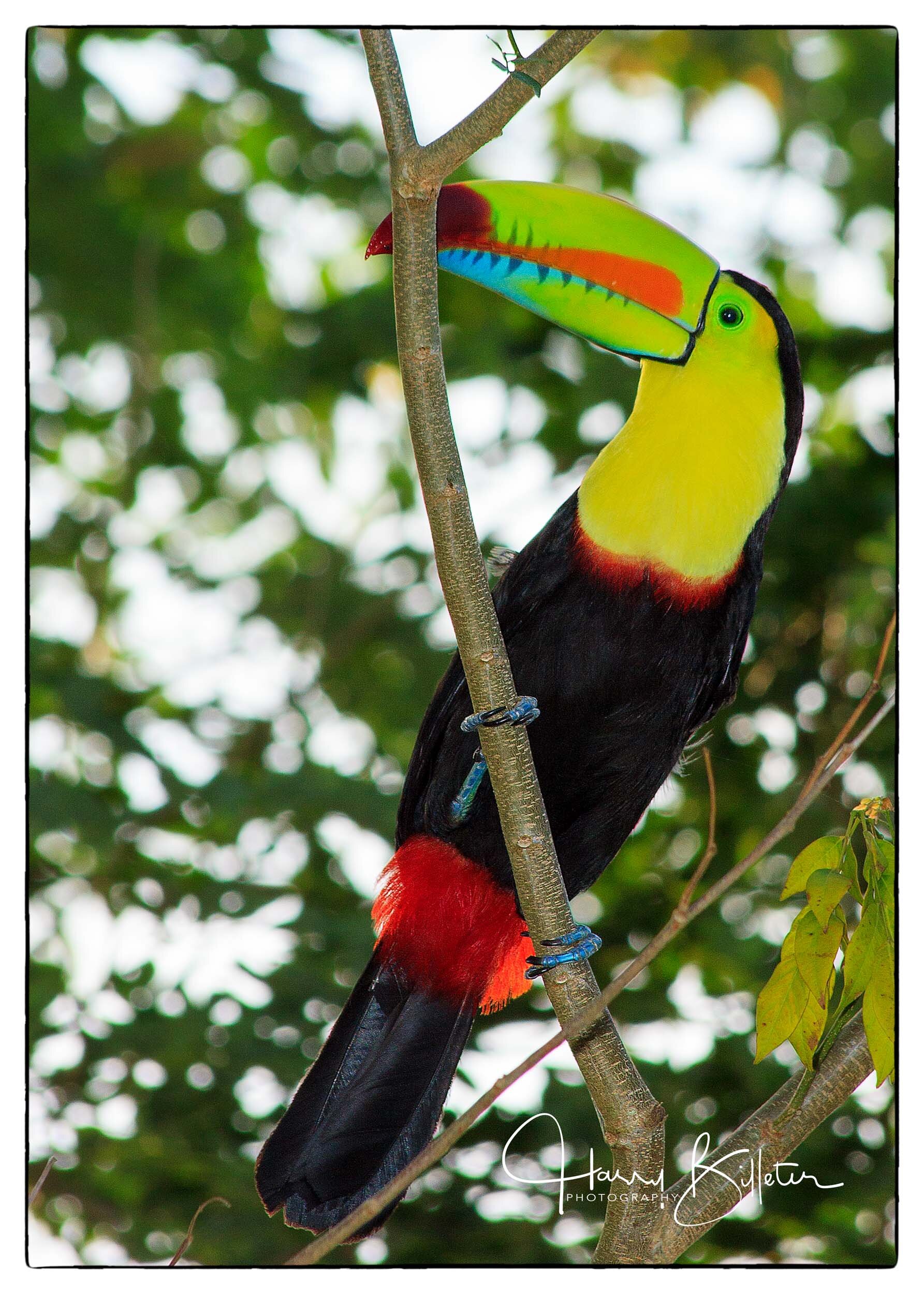 Keel-billed Toucan (Ramphastos sulfuratus)