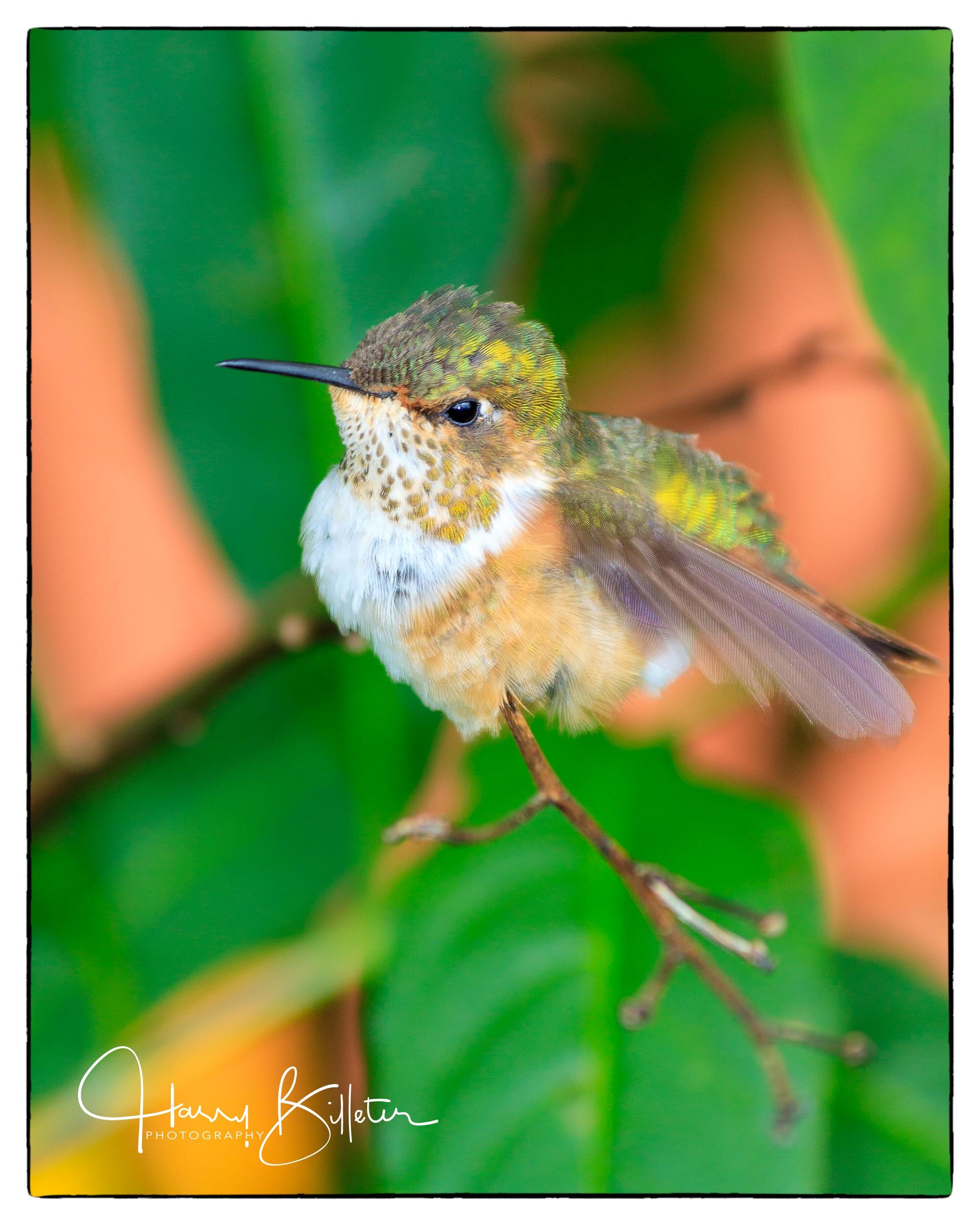Scintillant Hummingbird (Selasphorus scintilla)