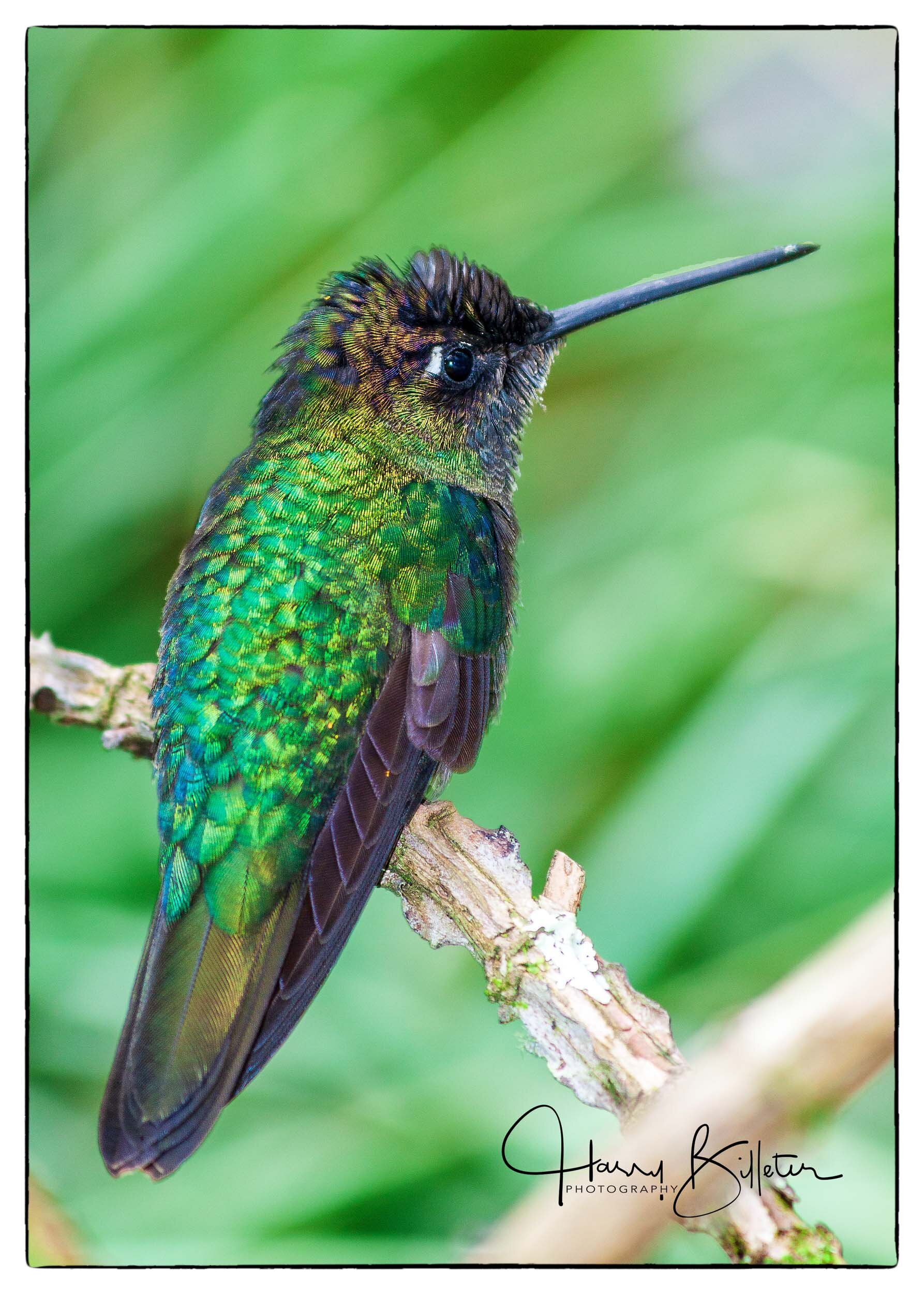 Admirable Hummingbird or Talamanca Hummingbird (Eugenes spectabilis)