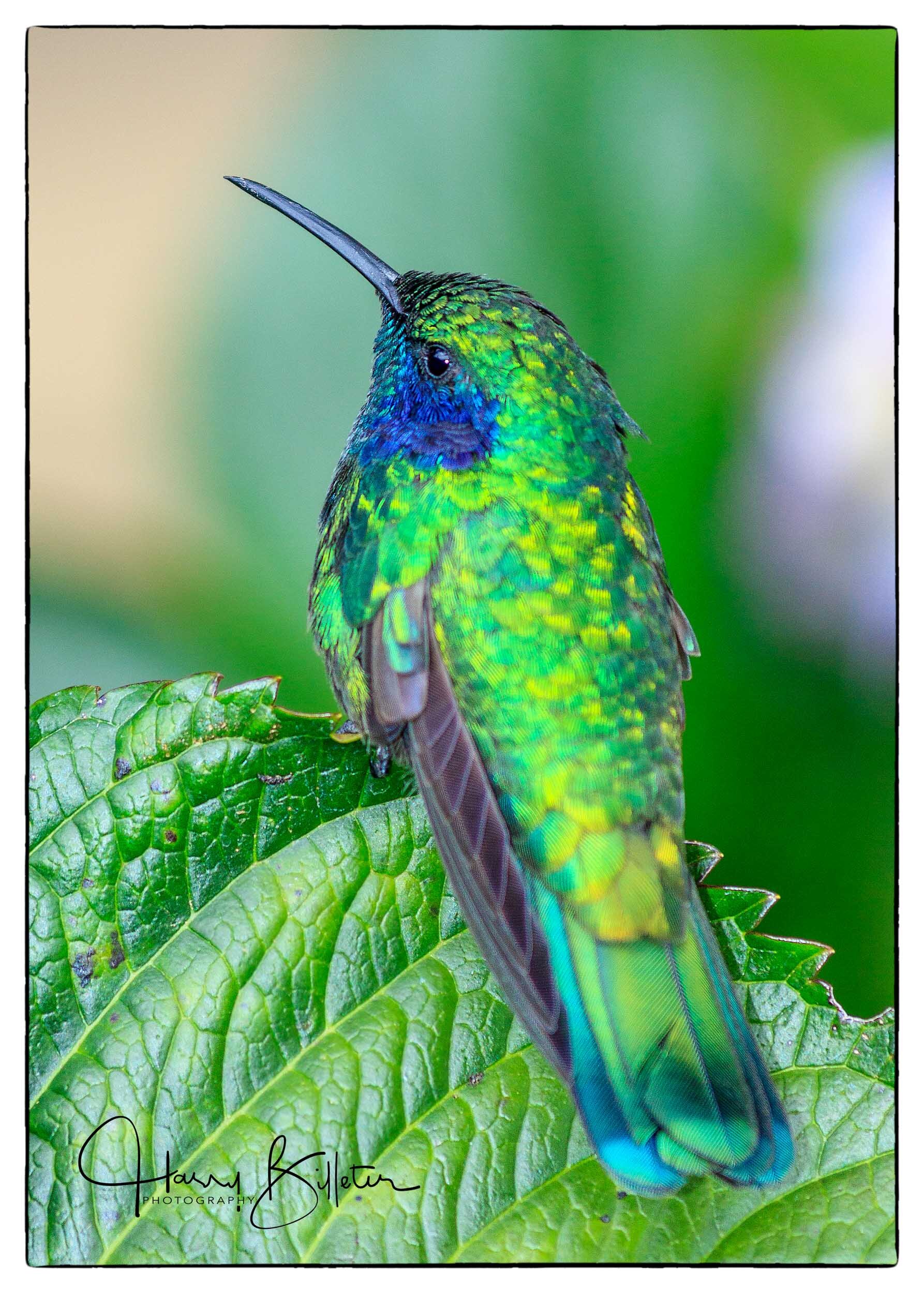 Green Violet-ear (Colibri thalassinus)