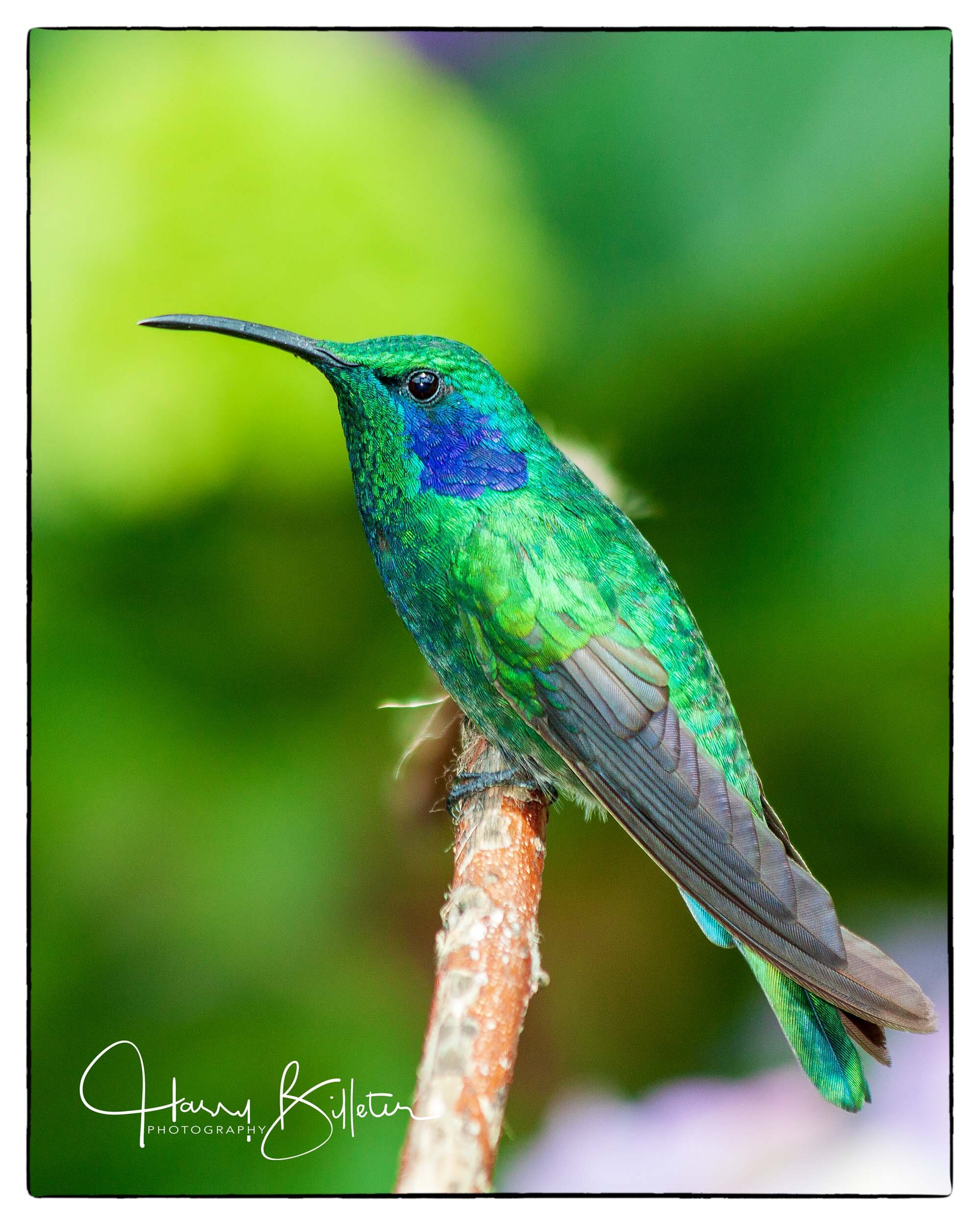 Green Violet-ear (Colibri thalassinus)
