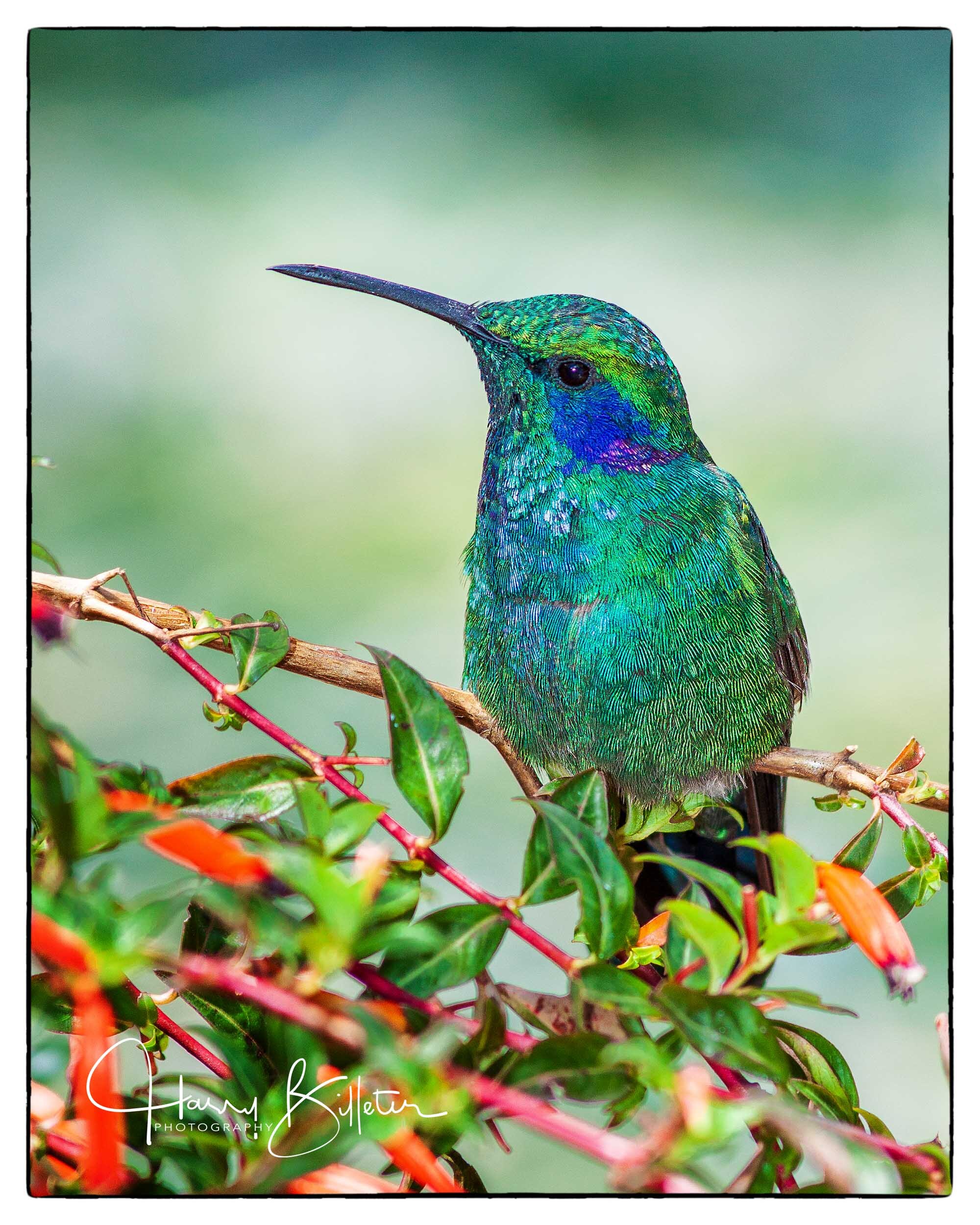 Green Violet-ear (Colibri thalassinus)