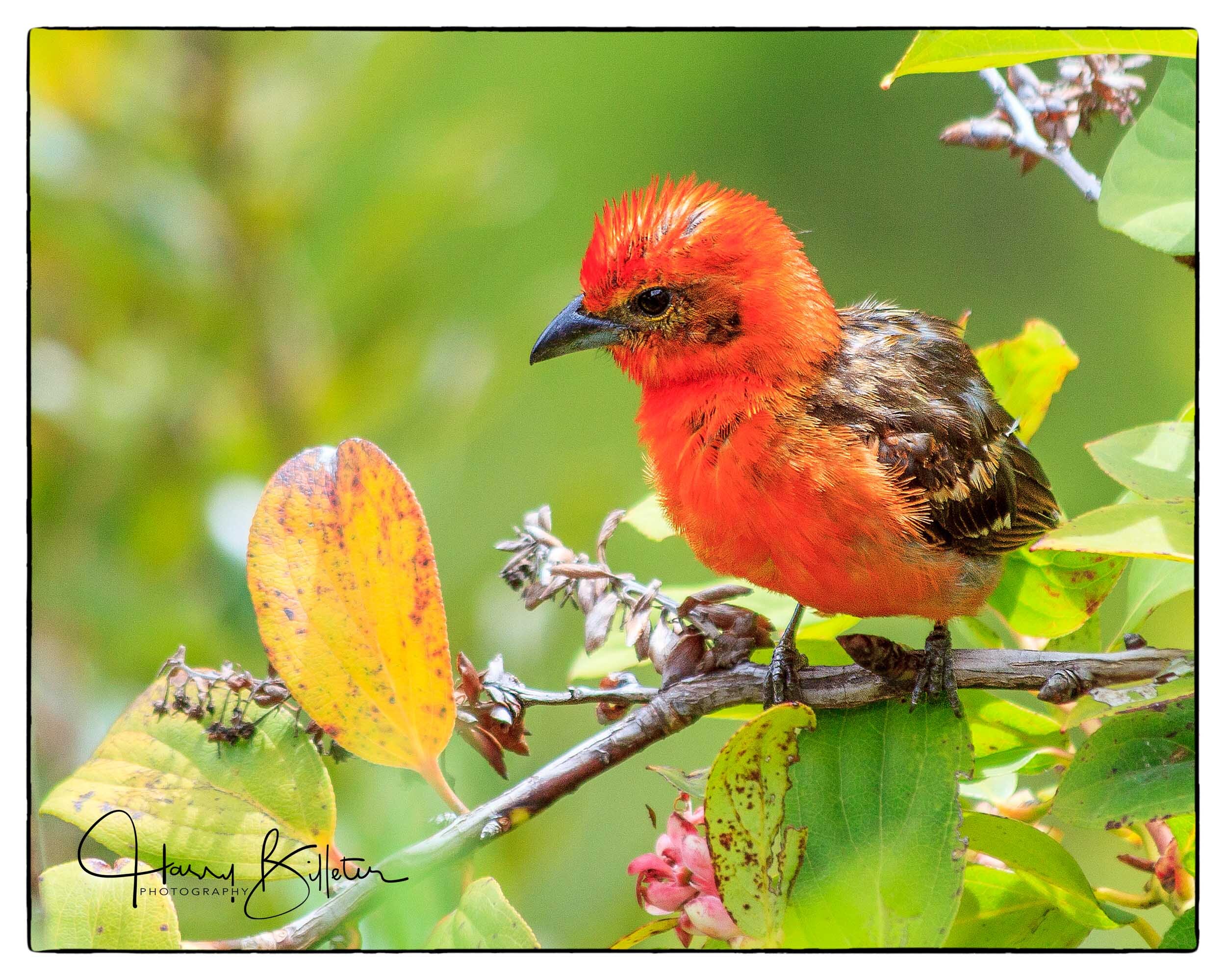 Flame-colored Tanager (Piranga bidentata)