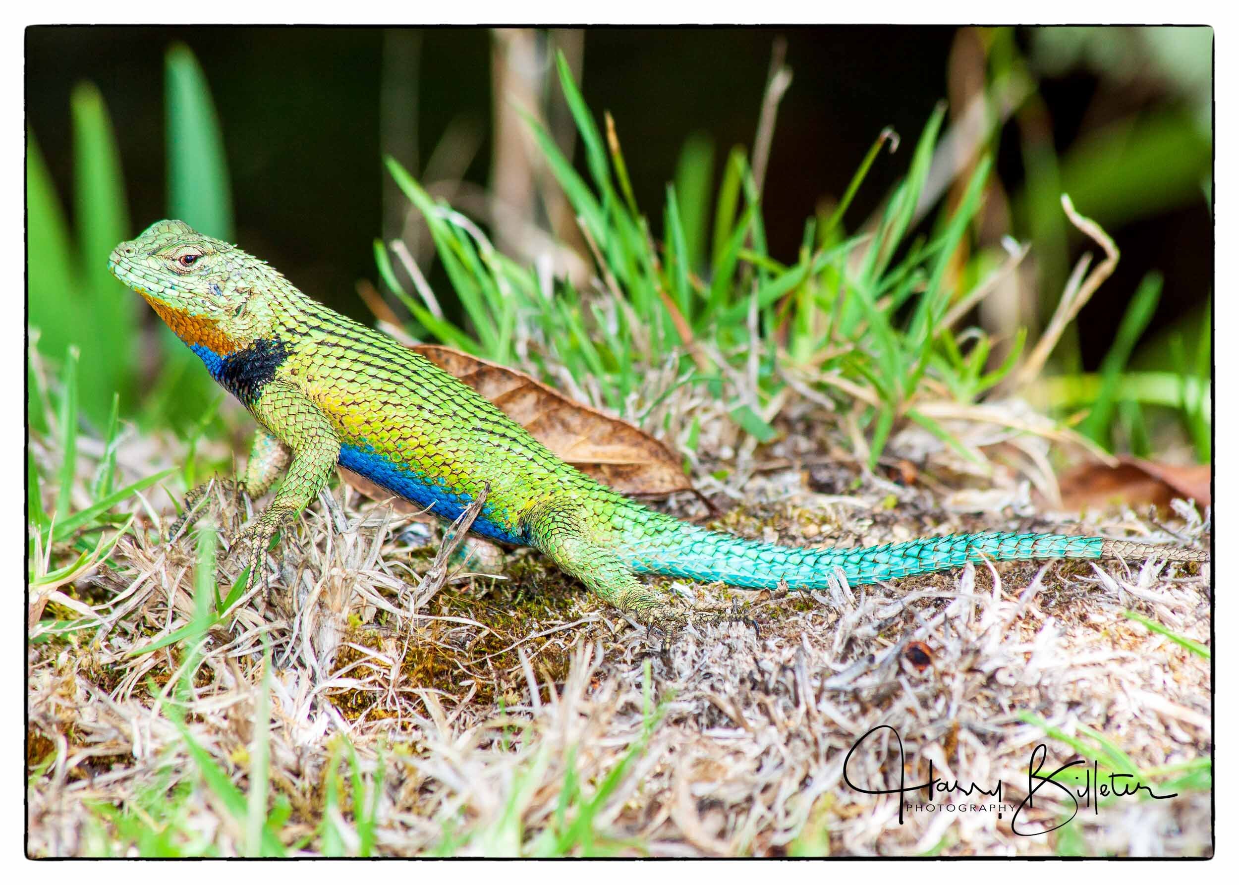 Green Spiny Lizard (Sceloporus malachiticus)