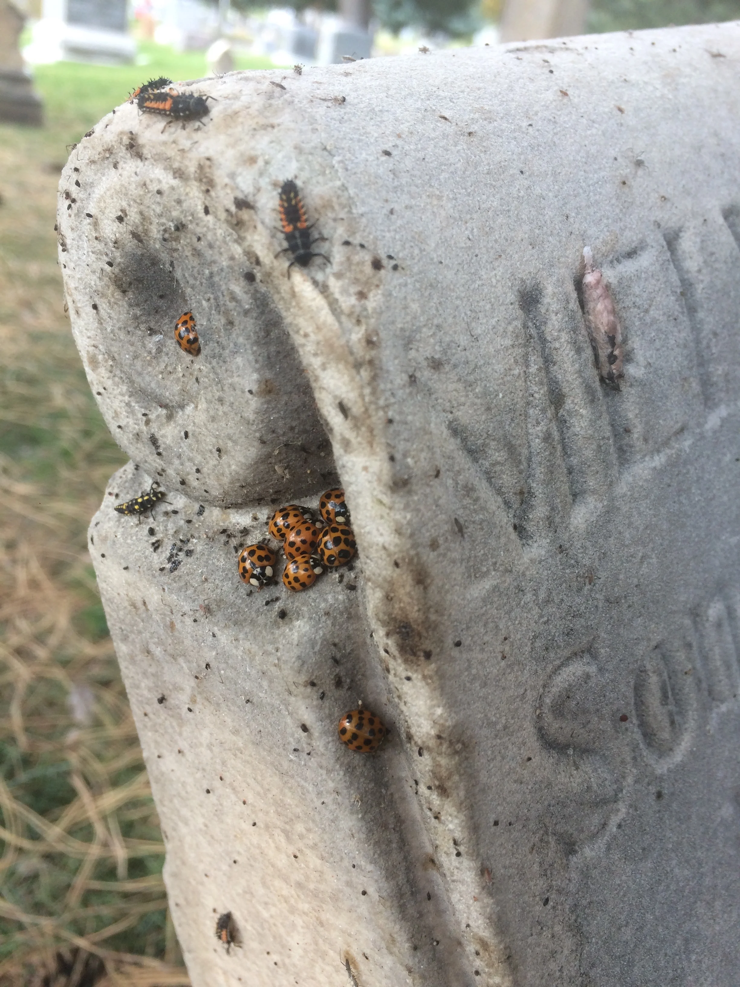 a ladybug haunt