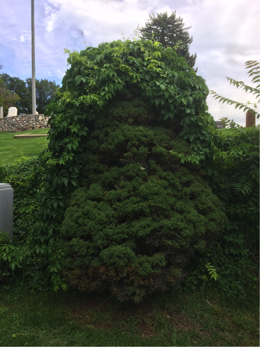 an ivy toupee