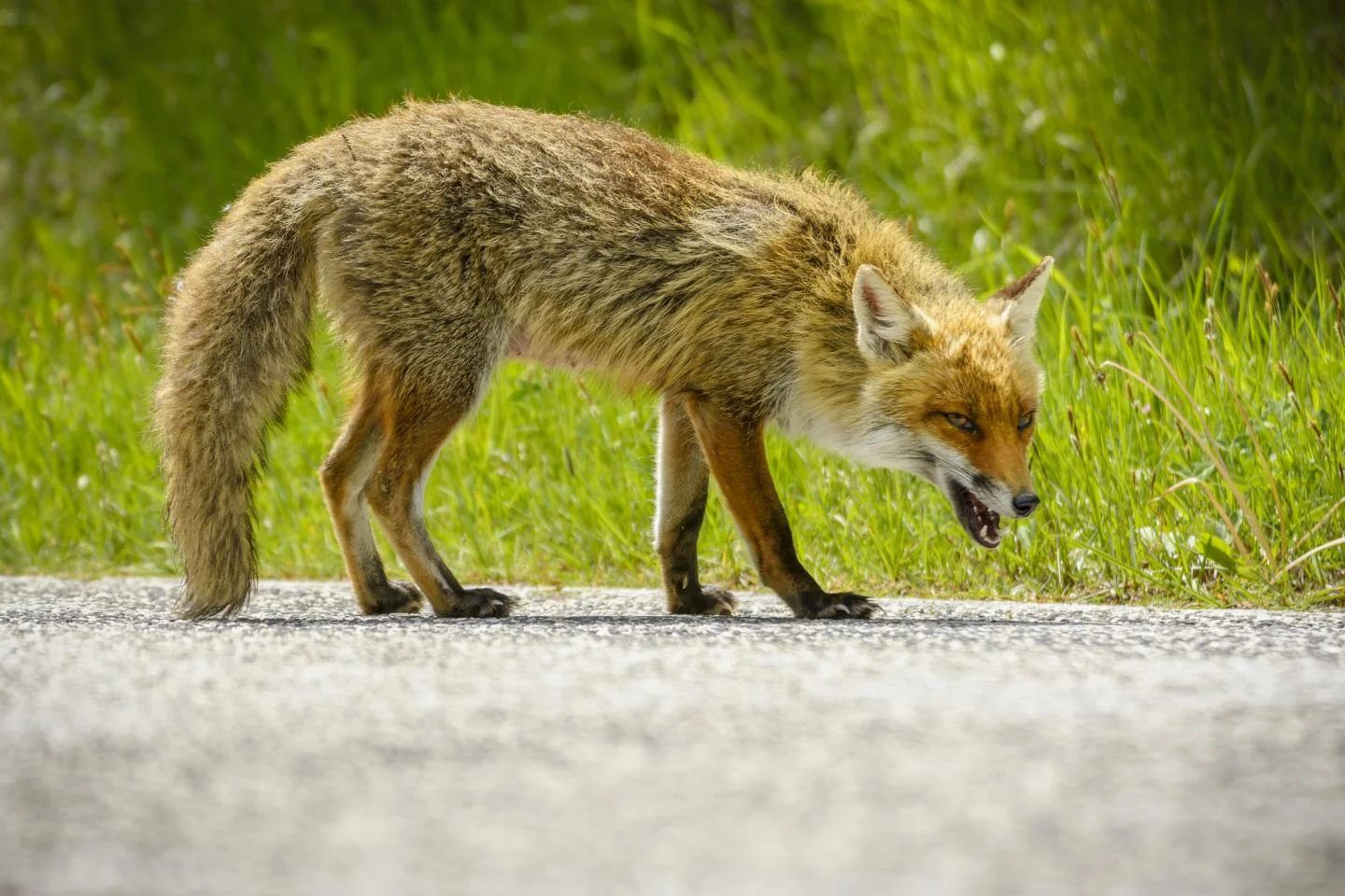 fox-stock.jpg