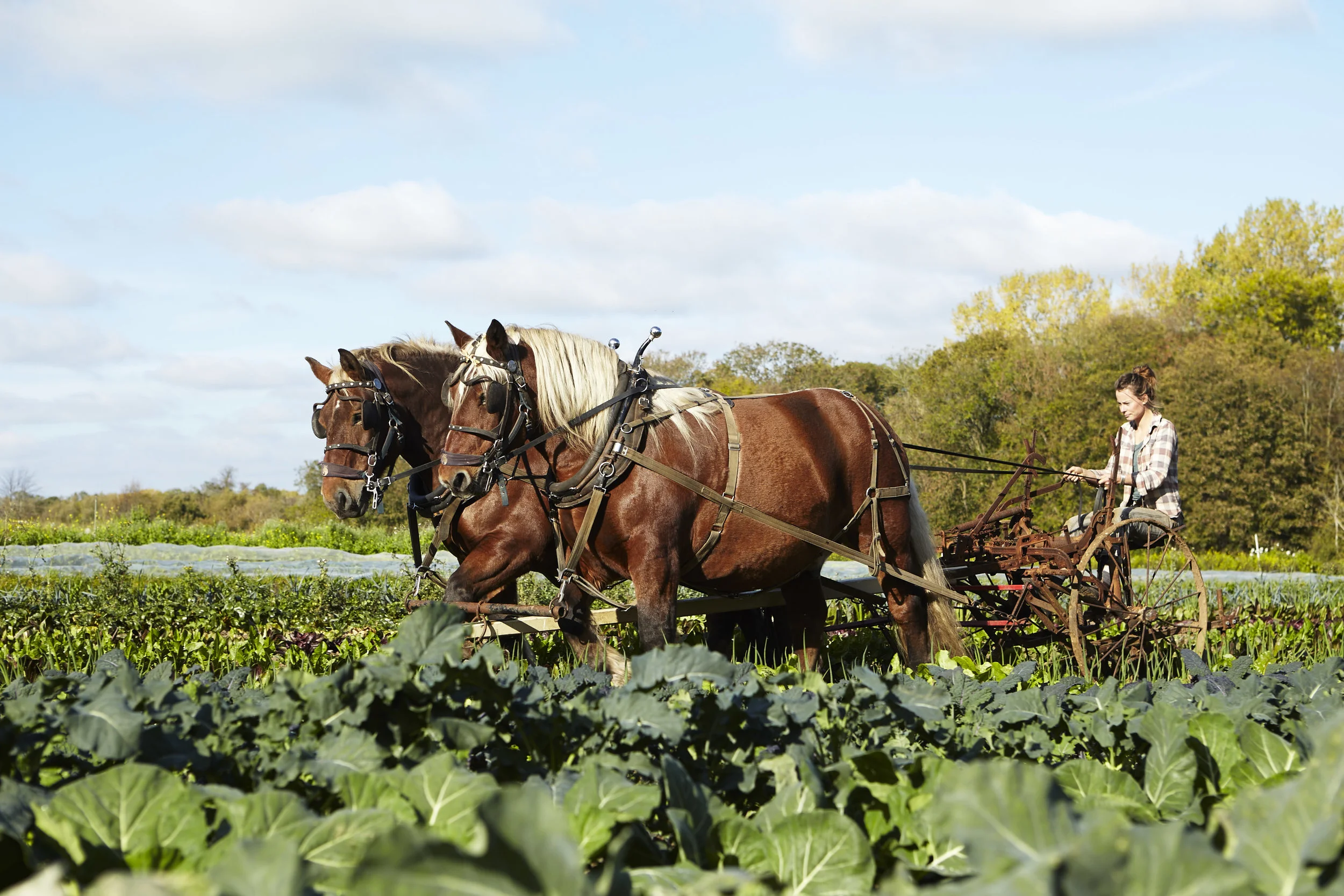 Flourish produce