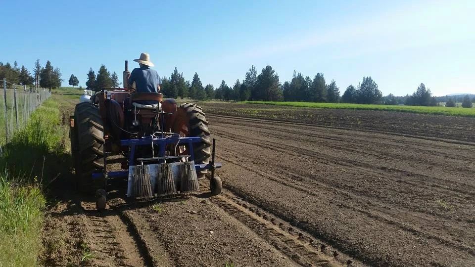 an EFFECTIVE TWC (thermal weed CONTROL) Program in a POTATO field. central oregon, usa