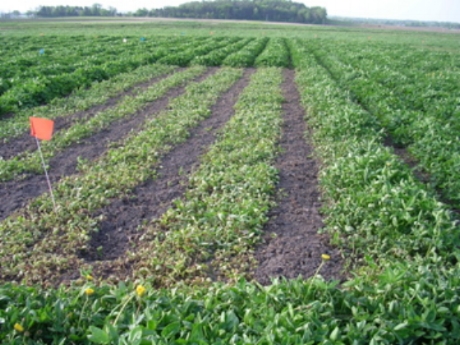 university trials in developing a prototcol for growing low-no till corn