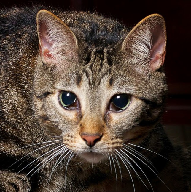 Don't let those innocent eyes fool you...