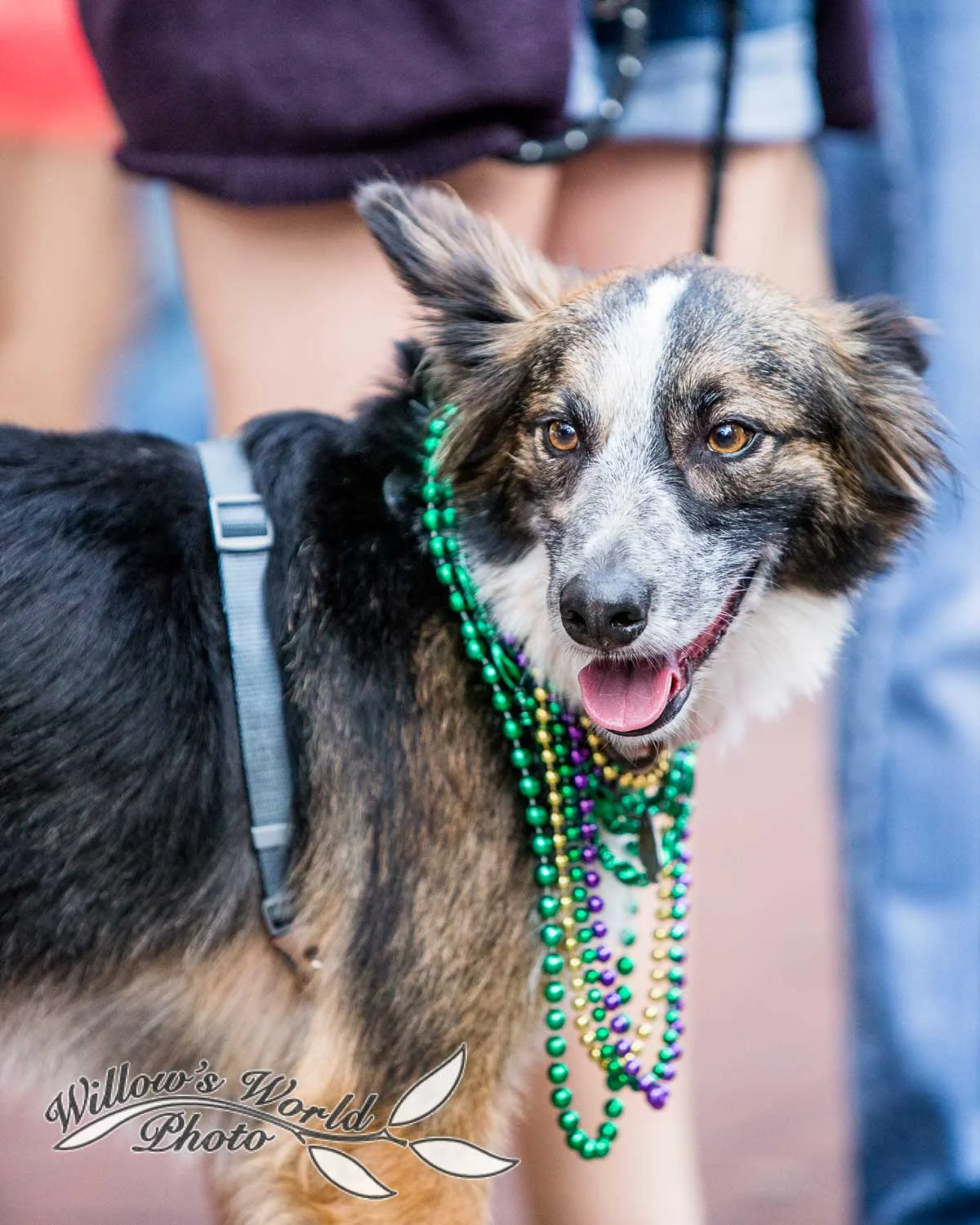 New Orleans Wedding and Engagement Photos WillowsWorldPhoto-41.jpg