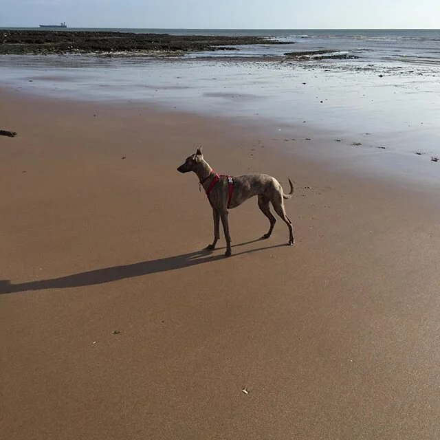 Up with the dawn chorus this morning! Decided we needed a change of scenery, so we headed off to Joss Bay for breakfast by the sea &amp; a run on the beach.
Definitely what we all needed &amp; Mylo was in his element.
Back home now for a BBQ in the g