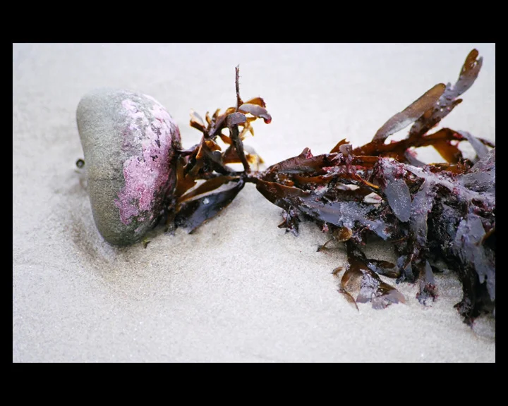 Seaweed Rock