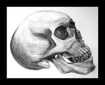 Human Skull