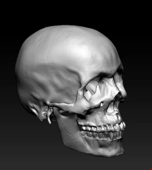 Skull