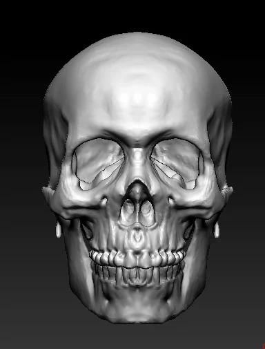 Skull