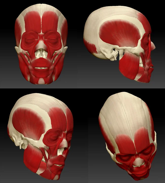 Muscles of the Head
