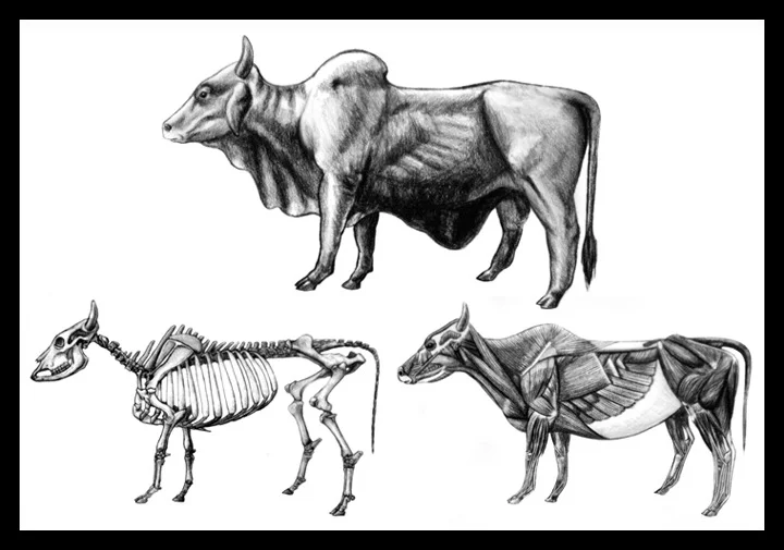 Zebu Anatomy
