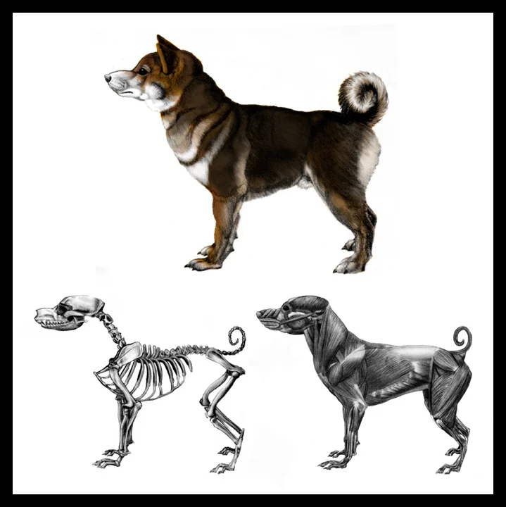 Shiba Inu Anatomy
