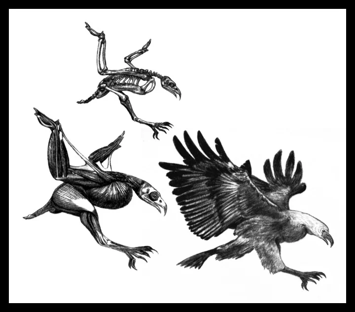 Sea Eagle Anatomy