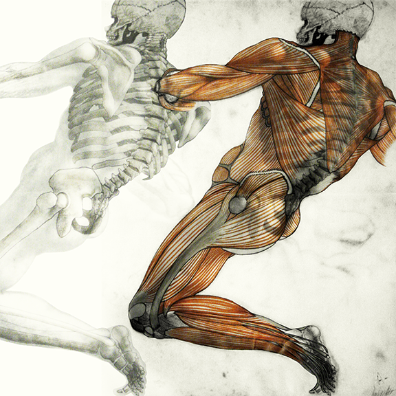 Michelangelo Muscle Overlay