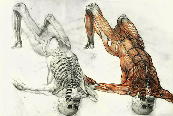Gericault Muscle Overlay