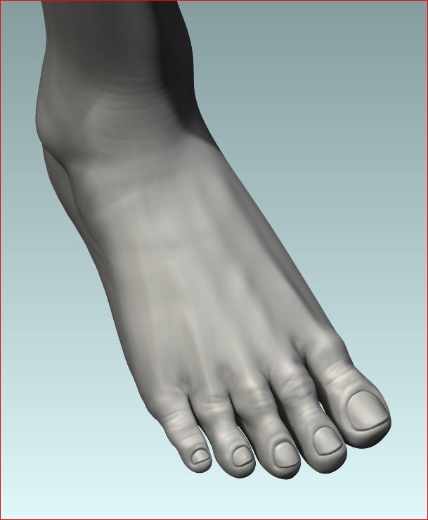 _FinalHP_Female_Foot.JPG