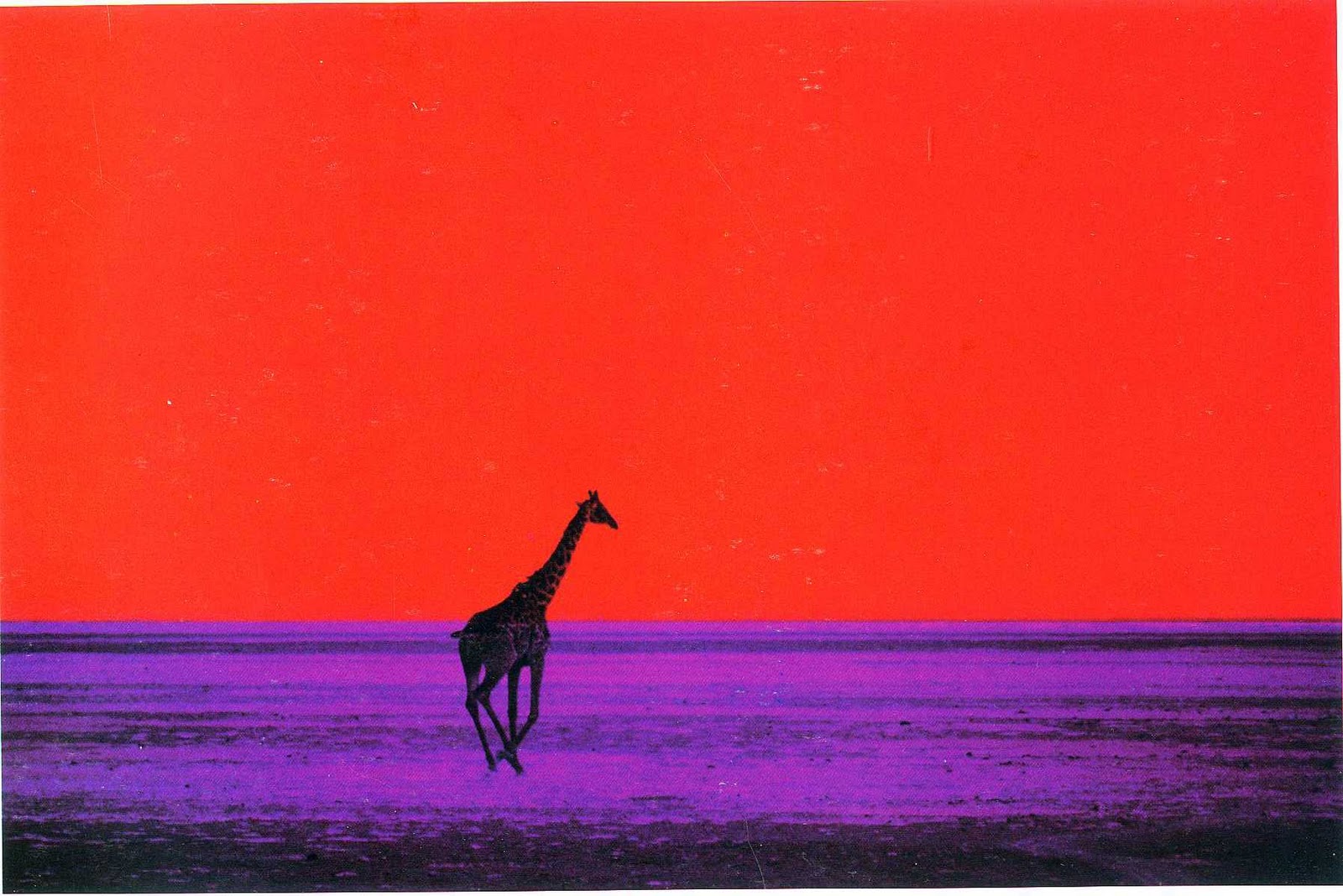 Giraffe, 1964 © Pete Turner 