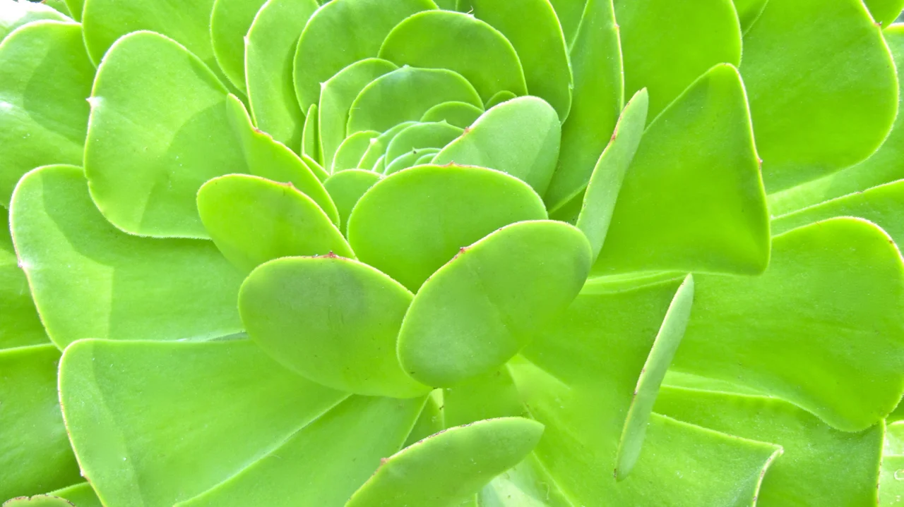 Conservatory of Flowers in San Francisco's Golden Gate Park