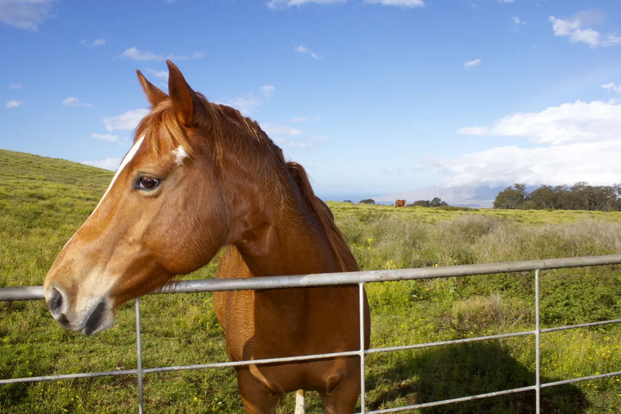 Horses on the road to Haleakala Volcano on Maui, Hawaii