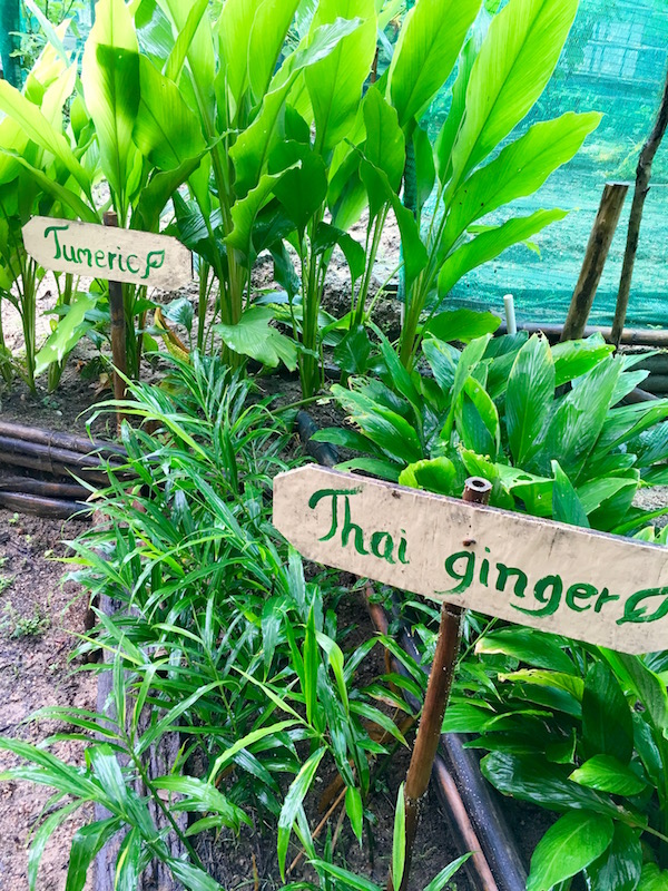 ahansen-thailand1006.jpg