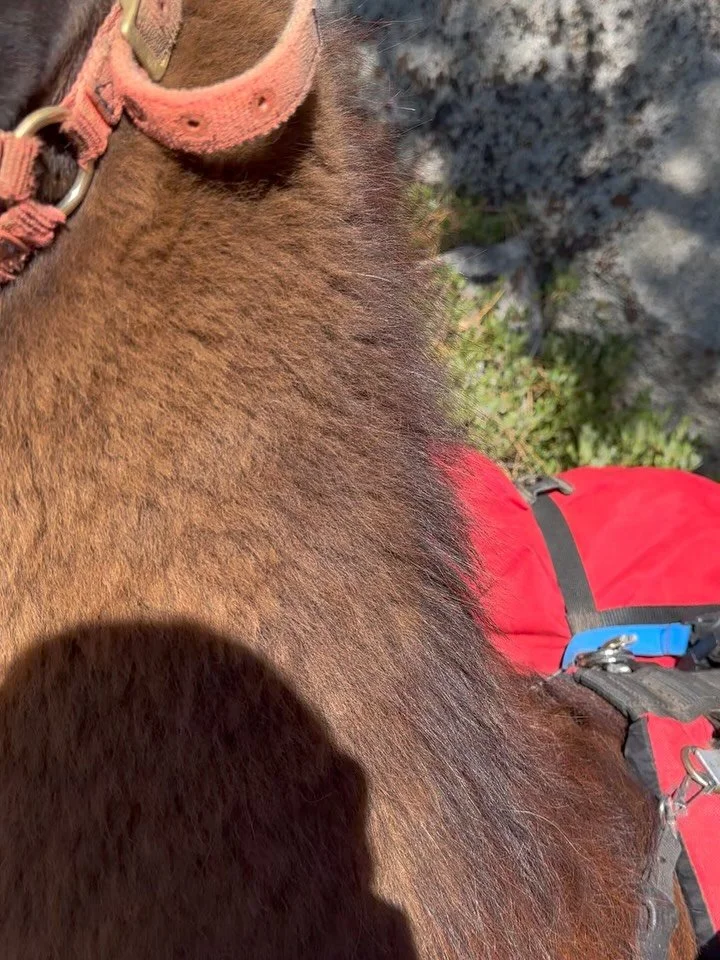 South Tahoe is giving Oz vibes this weekend! Rainbows and llamas and bears and burgers! A great way to wrap up camping season!
