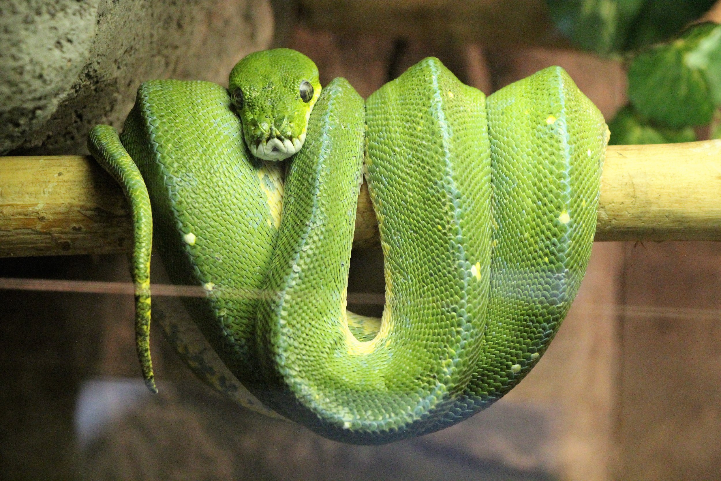 Snake