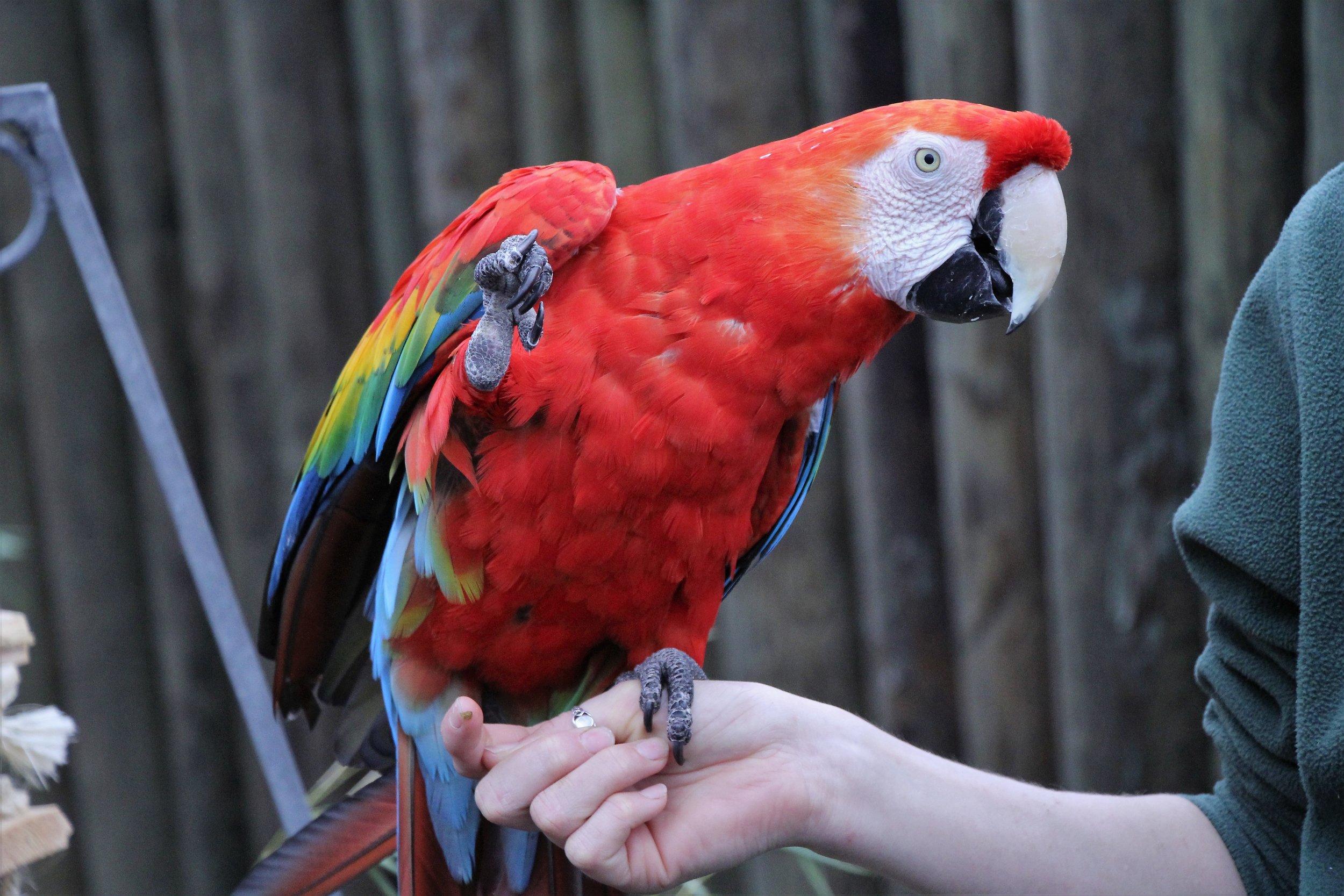 Clifford the Scarlet Macaw