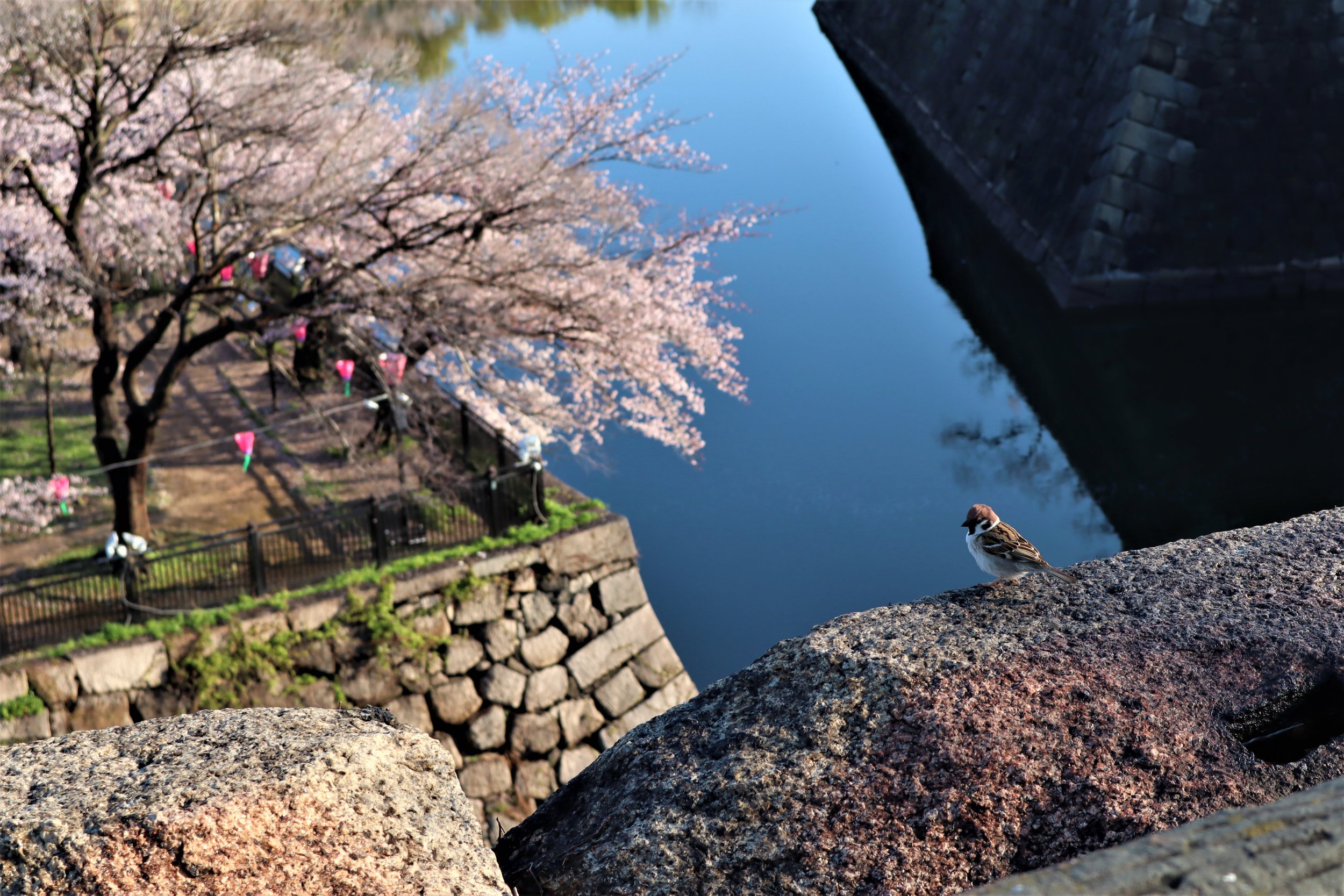 Japanese Sparrow and Sakura Blossoms